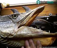 Ảnh Bắt được "thủy quái" giống như rồng biển ở Nga