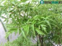 Ảnh Phương pháp đuổi muỗi bằng chế phẩm sinh học thân thiện với môi trường