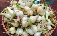 Ảnh Cách làm hành muối trắng tinh mà không váng, giòn ngon chuẩn khoa học