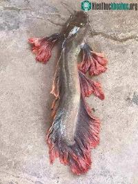 Ảnh Độc nhất vô nhị: Cá trê rồng sặc sỡ không phải là một trò đùa "rửng mỡ"