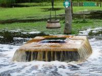 Ảnh Hiện tượng lạ: Cây cổ thụ biết trào nước xối xả giống như… vòi phun
