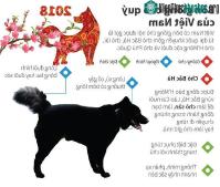Ảnh Tìm hiểu bốn giống chó 'tứ đại quốc khuyển' của Việt Nam