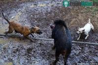 Ảnh Những cuộc tử chiến đẫm máu giữa chó và lợn rừng tại Indonesia