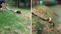 Ảnh Thót tim với màn giải cứu chó bị trăn khổng lồ siết chặt