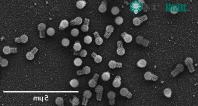 Ảnh 2 chủng virus khổng lồ mới được phát hiện có thể thay đổi định nghĩa của chúng ta về virus