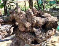 Ảnh Xôn xao trước củ khoai vạc nặng 110kg