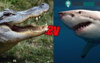 Ảnh Cá sấu với cá mập: bạn nghĩ loài nào sẽ thắng?