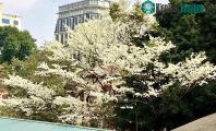 Ảnh Chùm ảnh sắc hoa sưa tuyệt đẹp trắng cả trời Hà Nội