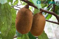 Ảnh Việt Nam vinh dự sở hữu 3 trong 10 loại quả quý hiếm nhất trên thế giới