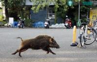 Ảnh Nhật: Dân số già hóa, heo rừng sinh sôi quá đà