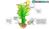 Ảnh Tính toán chính xác nhu cầu phân bón của cây lúa bằng kỹ thuật "ô khuyết"
