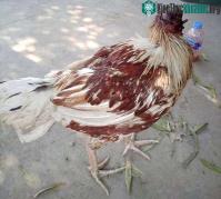 Ảnh Chuyện lạ: Gà Thái Lan bị mất đầu vẫn có khả năng sống được 10 ngày