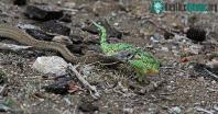 Ảnh Rắn boomslang kịch độc nuốt gọn tắc kè hoa trong giây lát