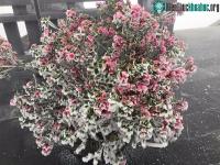 Ảnh Hiếm gặp: Hoa đỗ quyên rực lửa thành hoa tuyết trên đỉnh Fansipan ngay trong tháng 4
