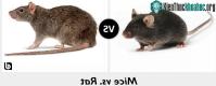 Ảnh Nước mắt loài chuột và phát hiện bất ngờ về khả năng "đánh hơi ké" mùi của kẻ đi săn