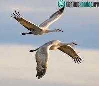 Ảnh Các nhà khoa học đã biết được làm thế nào mà loài chim nhìn thấy từ trường Trái đất