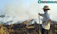 Ảnh Những cách biến rơm rạ thành tiền, thay vì đốt bỏ
