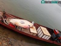 Ảnh Những sinh vật "hàng khủng" từng dính lưới ngư dân Việt Nam