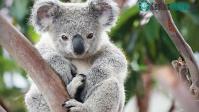 Ảnh Vì sao gấu Koala vốn không hay uống nước nhưng giờ chúng lại thường xuyên uống nước?