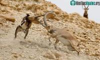 Ảnh Cuộc chiến đọ sừng đoạt bạn tình của loài sơn dương Nubia