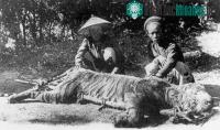 Ảnh Huyền thoại cọp dữ tại U Minh