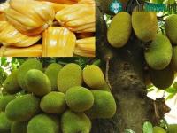 Ảnh Kỹ thuật trồng cây mít nghệ cao sản với năng suất vượt trội