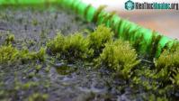 Ảnh Tìm thấy loài rêu có thể lọc hết được arsen trong nước
