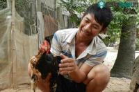 Ảnh Kỳ lạ con gà trống có "diện mạo" nửa trống nửa mái, và gáy được hai giọng