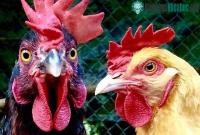 Ảnh Trung Quốc triển khai đội quân gà đối phó đại dịch châu chấu phá hoại mùa màng