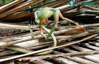 Ảnh Cận cảnh rắn leo cây tí hon vật vã nuốt chửng ếch khổng lồ