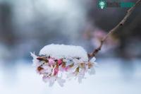 Ảnh Các nhà khoa học Nhật Bản phát minh ra rượu được làm từ ....gỗ