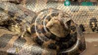 Ảnh Cảnh trăn anaconda khổng lồ đã ăn thịt cá sấu trên sông Brazil