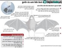 Ảnh Sự thích nghi của loài dơi ma cà rồng chỉ hút máu