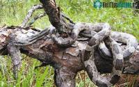 Ảnh Rắn hổ mây miền Tây, chỉ cần nghe đã thấy sợ...
