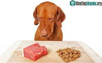 Ảnh Cho cún cưng ăn đồ tươi sống có thể khiến cho chủ nhân bị bệnh