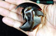 Ảnh Xuất hiện loài "Mực quỷ" khổng lồ: Sở hữu lực cắn mạnh như mãnh thú sư tử!