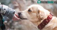 Ảnh Sắp tới chúng ta sẽ phải đối mặt với cả cúm chó và nó còn nguy hiểm hơn cả cúm gà, cúm lợn