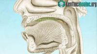 Ảnh Chuyện kinh dị có thật: bạn có biết điều gì sẽ xảy ra nếu đỉa ký sinh trong họng?