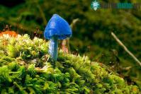 Ảnh Tìm hiểu về loài nấm vinh dự có mặt trên tờ tiền New Zealand