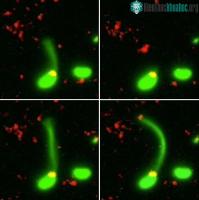 Ảnh Cận cảnh vi khuẩn ăn DNA để có thể tiến hóa thành chủng kháng kháng sinh