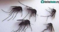 Ảnh Muỗi khổng lồ ở Bắc Cực tấn công các điểm thi đấu World Cup ở Nga