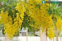 Ảnh Hoa muồng hoàng hậu đẹp, đang nở rộ tại Hà Nội có gì thú vị?