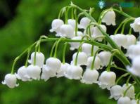 Ảnh Điều bất ngờ về loài hoa linh lan thơm nhất thế giới