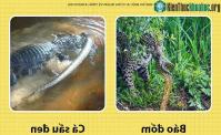 Ảnh Những điều mà ai cũng nhầm về trăn Anacoda