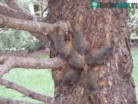 Ảnh Sáu con sóc bị buộc đuôi vào nhau, giống hệt như Vua Chuột trong lịch sử loài người