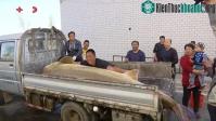 Ảnh "Cụ" cá tầm khoảng 100 tuổi khổng lồ mắc lưới ngư dân Trung Quốc