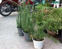 Ảnh Sự thật bất ngờ về loài thảo dược "thần thánh" trị muỗi, giúp trẻ phát triển trí não