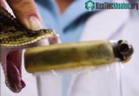 Ảnh Quy trình vắt nọc rắn độc tại viện nghiên cứu Clodomiro Picad để điều chế huyết thanh