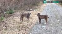 Ảnh 2 con linh miêu siêu hiếm kêu gây bão mạng xã hội và chúng đang muốn nói điều gì?
