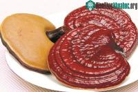 Ảnh Hướng dẫn cách phân biệt nấm linh chi và nấm lim xanh